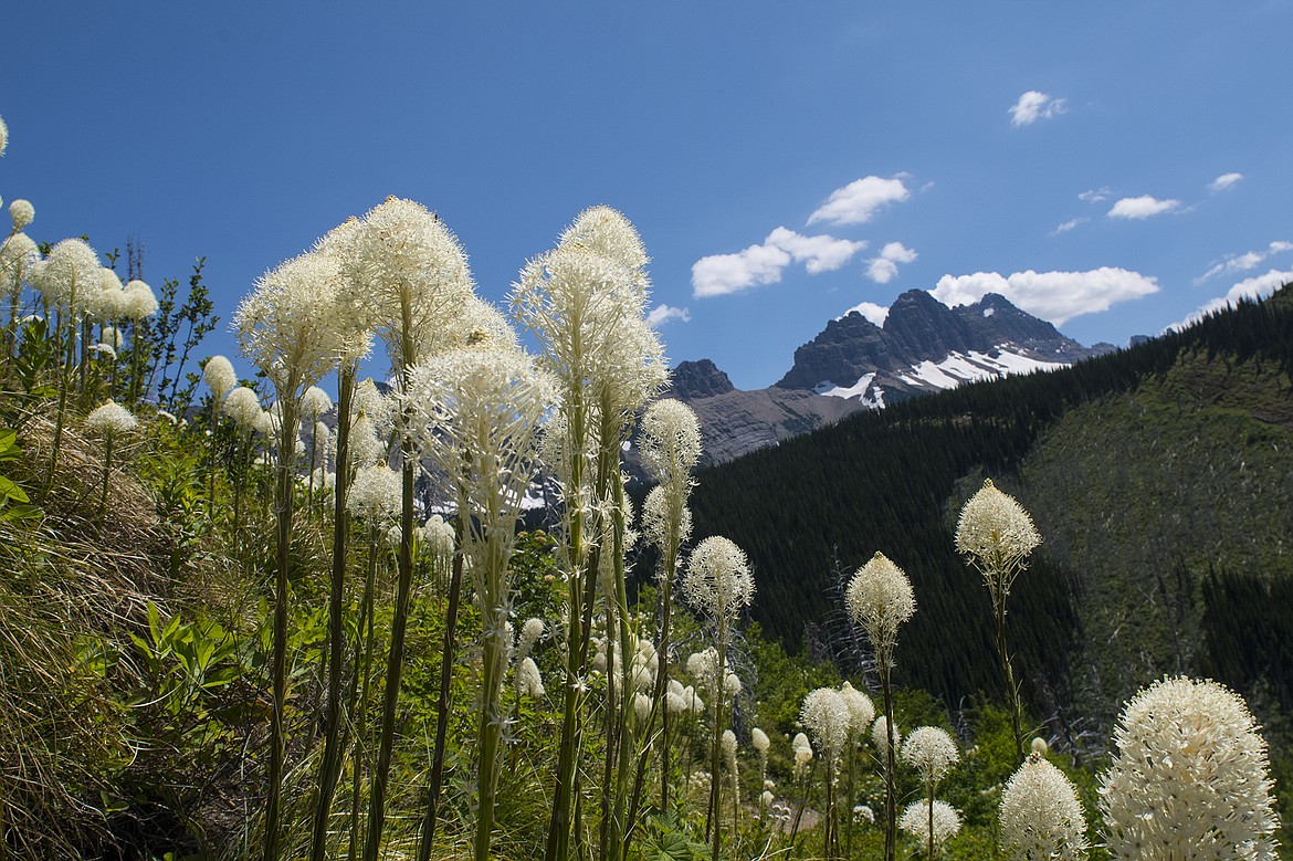 Bear grass blooms along the Loop Trail.