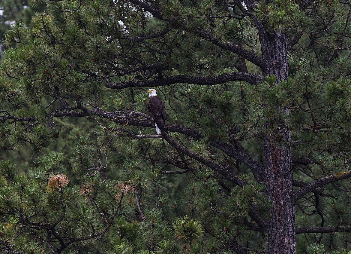 LOREN BENOIT/PressA Bald Eagle is seen perched in the trees near Casco Bay on Saturday.