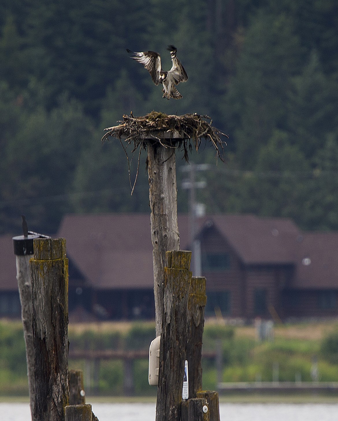 LOREN BENOIT/Press
An osprey lands back at its nest on a wooden post in Cougar Bay during the annual osprey cruise Saturday morning.