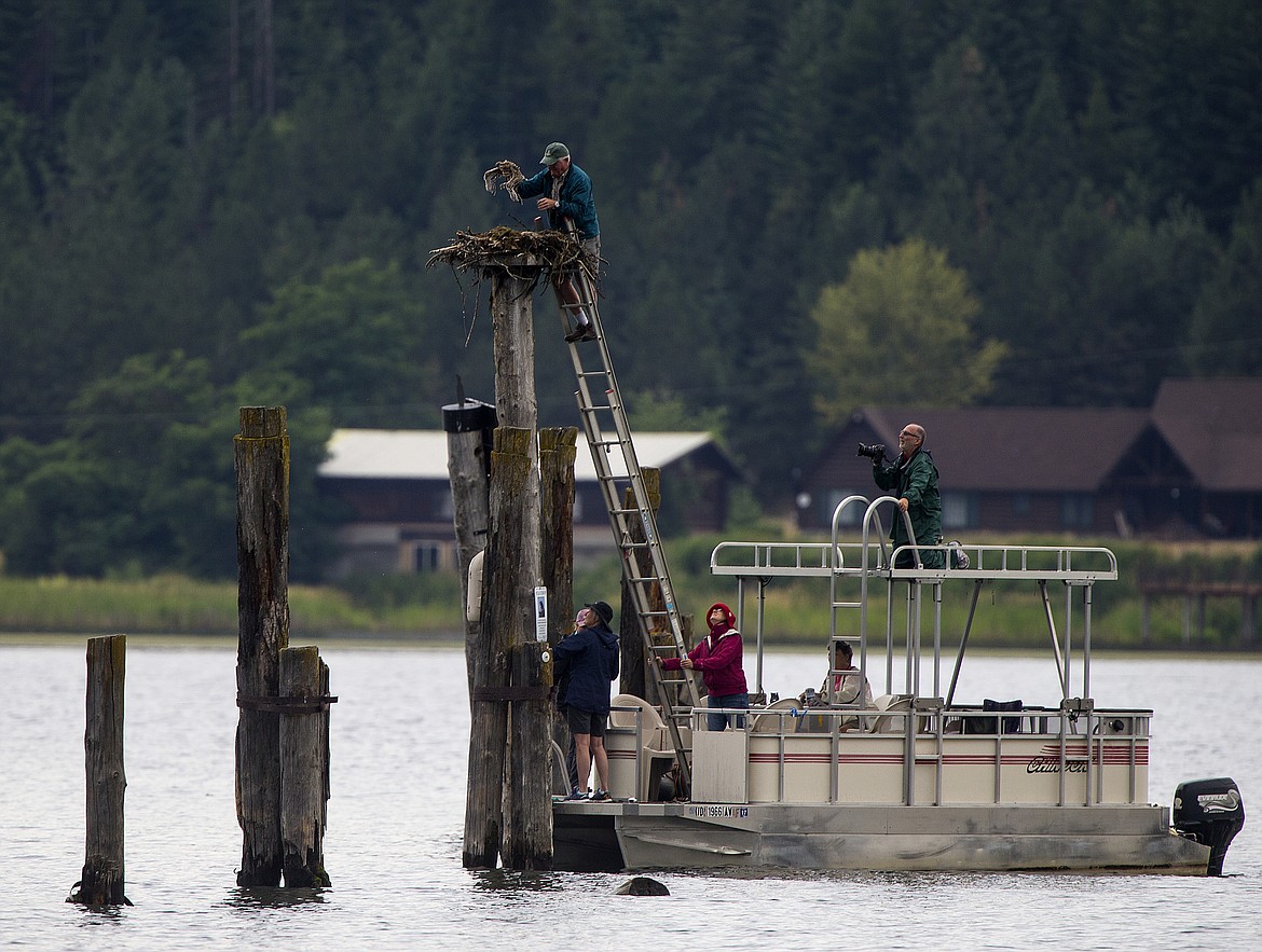 LOREN BENOIT/PressWildlife biologist Wayne Melquist lifts a young osprey briefly out of the nest so people on board the annual Osprey Cruise can see the raptor through their binoculars.