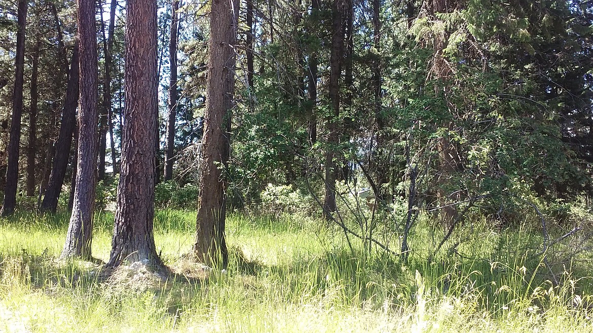 Photo by TYLER WILSON
Spacious forested lots are the norm in Rimrock Meadows Estates.