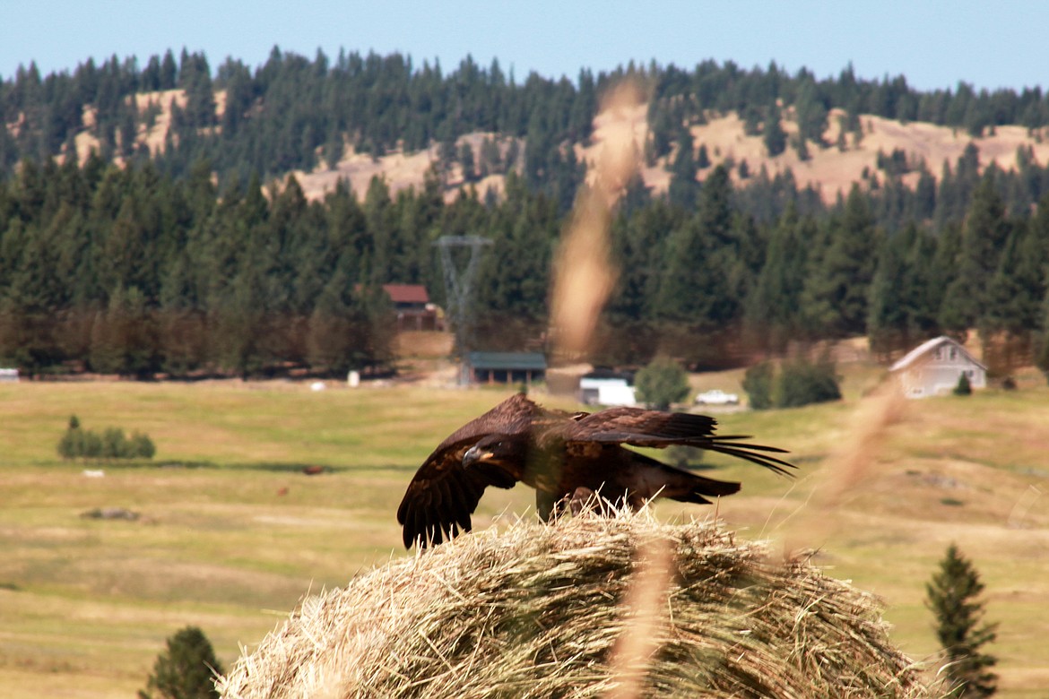 A young bald eagle with an injured wing sits on a hay bale near Kalispell on Sunday. The bird was rescued by Montana Wild Wings.