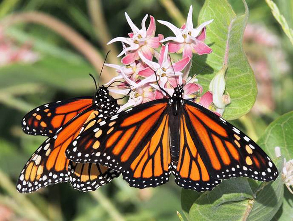 (Photo courtesy IDAHO DEPARTMENT OF FISH AND GAME)
Freshly emerged from their chrysalises, adult monarch butterflies sip nectar from the flowers of showy milkweed (Asclepias speciosa).