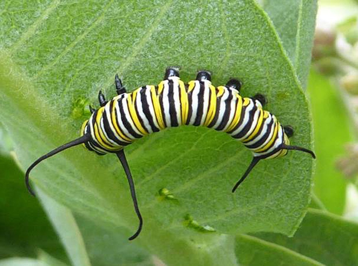 (Photo courtesy IDAHO DEPARTMENT OF FISH AND GAME)Monarch caterpillars feed exclusively on milkweed. They sequester chemicals, known as cardenolides, from milkweed, making them toxic to predators as both caterpillars and adults.