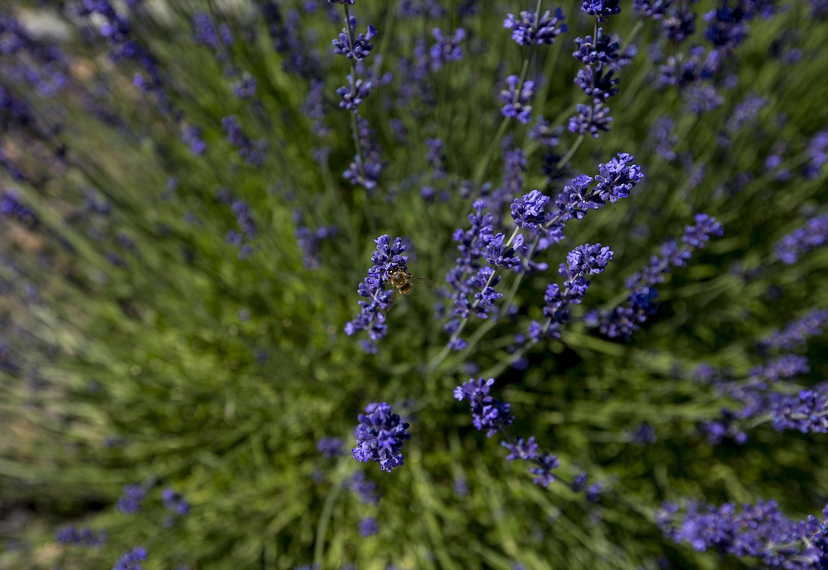 LOREN BENOIT/PressThe secret to her most successful seller: home-grown lavender.