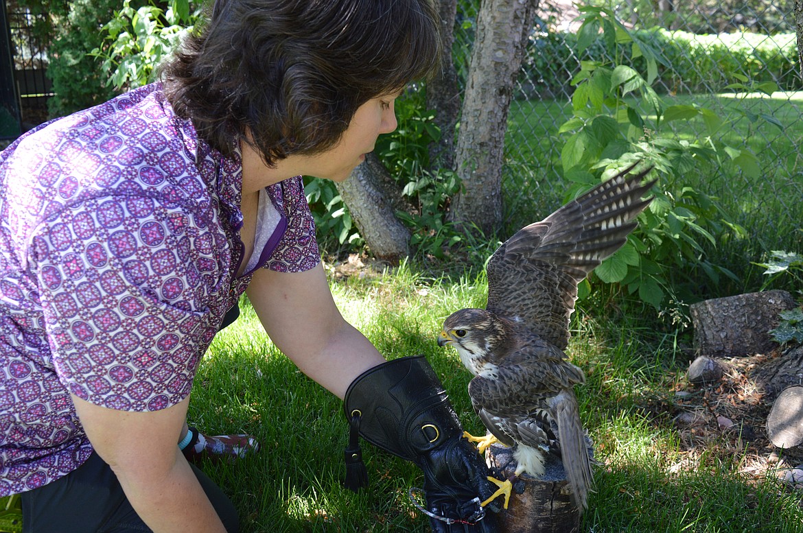 Kari Gabriel, a raptor rehabilitator in Kalispell, helps Jack, a 3-year-old prairie falcon, readjust on his perch.