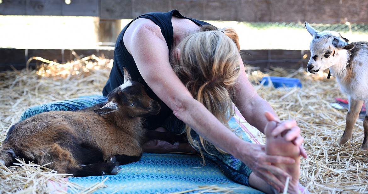 Denise Borg of Bigfork stretches as a baby goat snuggles with her on Sunday, June 25, at Flying Pig Farms north of Kalispell.(Brenda Ahearn/Daily Inter Lake)