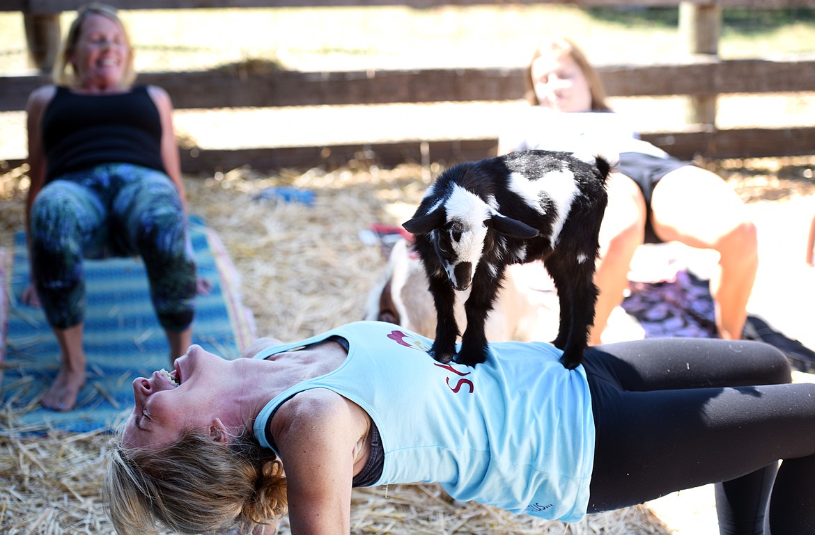 Yoga instructor Robin Goldberg laughs as she tries to hold a pose as a baby goat stands on her stomach on Sunday, June 25, at Flying Pig Farms north of Kalispell.(Brenda Ahearn/Daily Inter Lake)