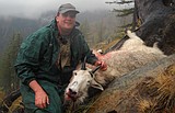 Panhandle goat numbers steady as lucky hunters look toward season