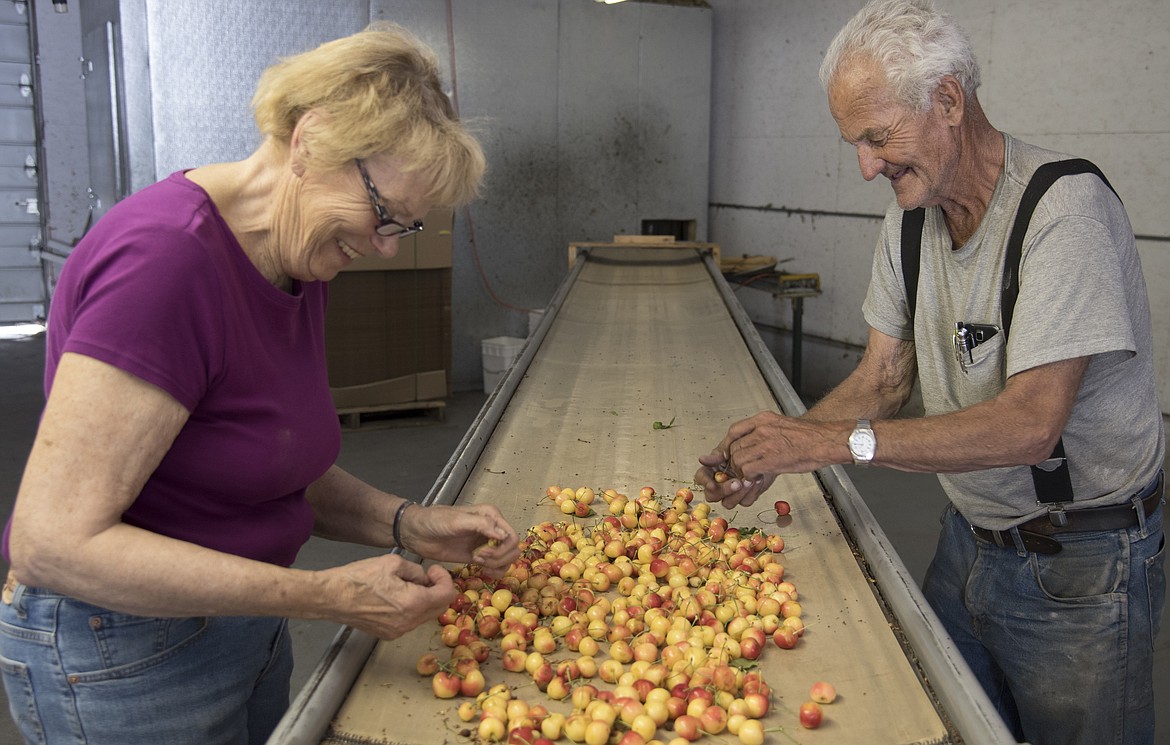 Marilyn and Jerry Bowman sort through Rainier cherries.