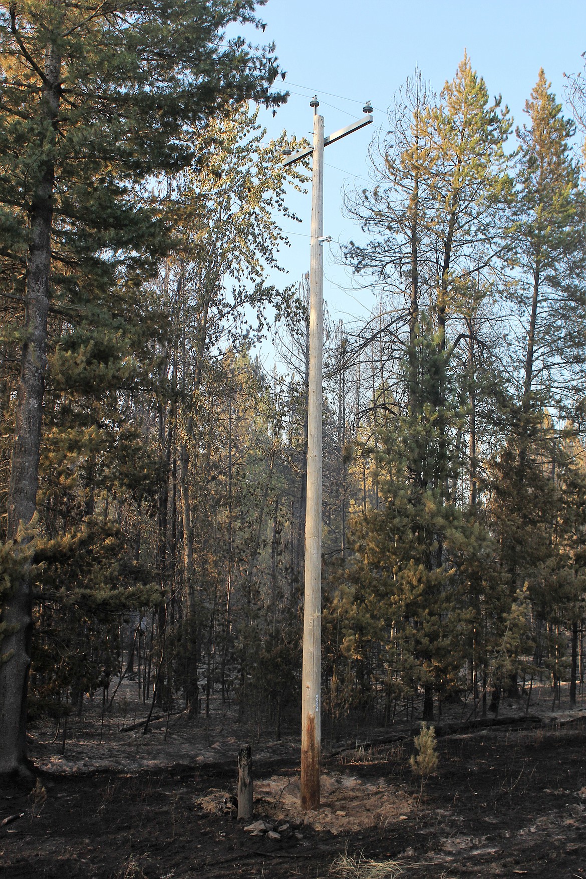 The new power pole installed by Avista stands next to the stump of the former one.