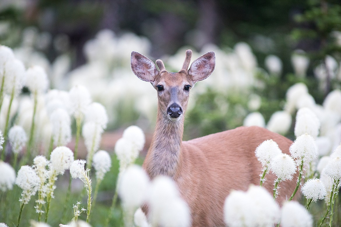 A whitetail buck surrounded by bear grass.