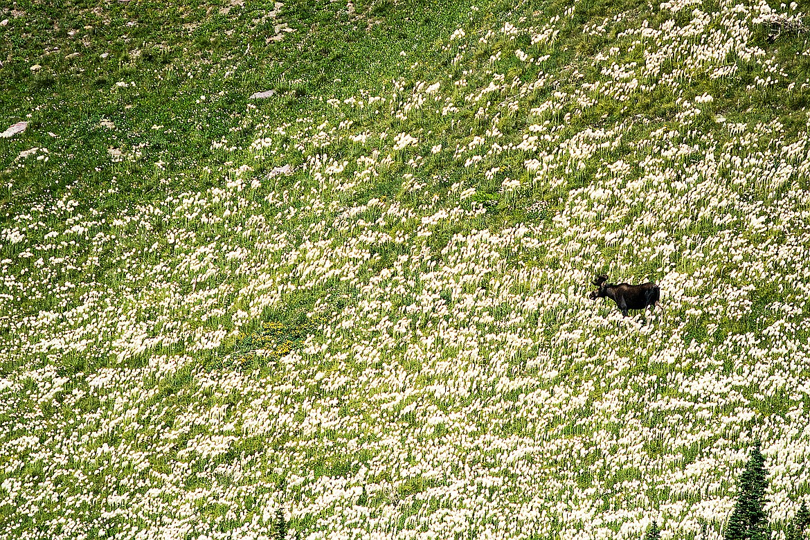 A bull moose grazes in a sea of bear grass.