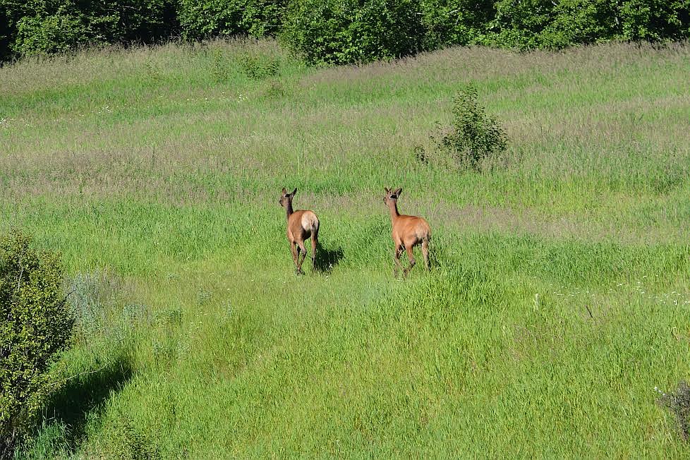 In an unusual sighting, last year&#146;s twins follow their mother and the new elk fawn.