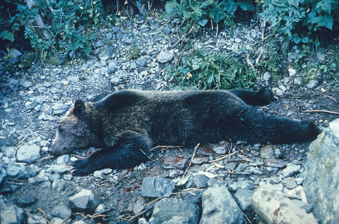 The bear that killed Michele Koons is pictured after being shot by park rangers in August of 1967. (Courtesy of Bert Gildart)