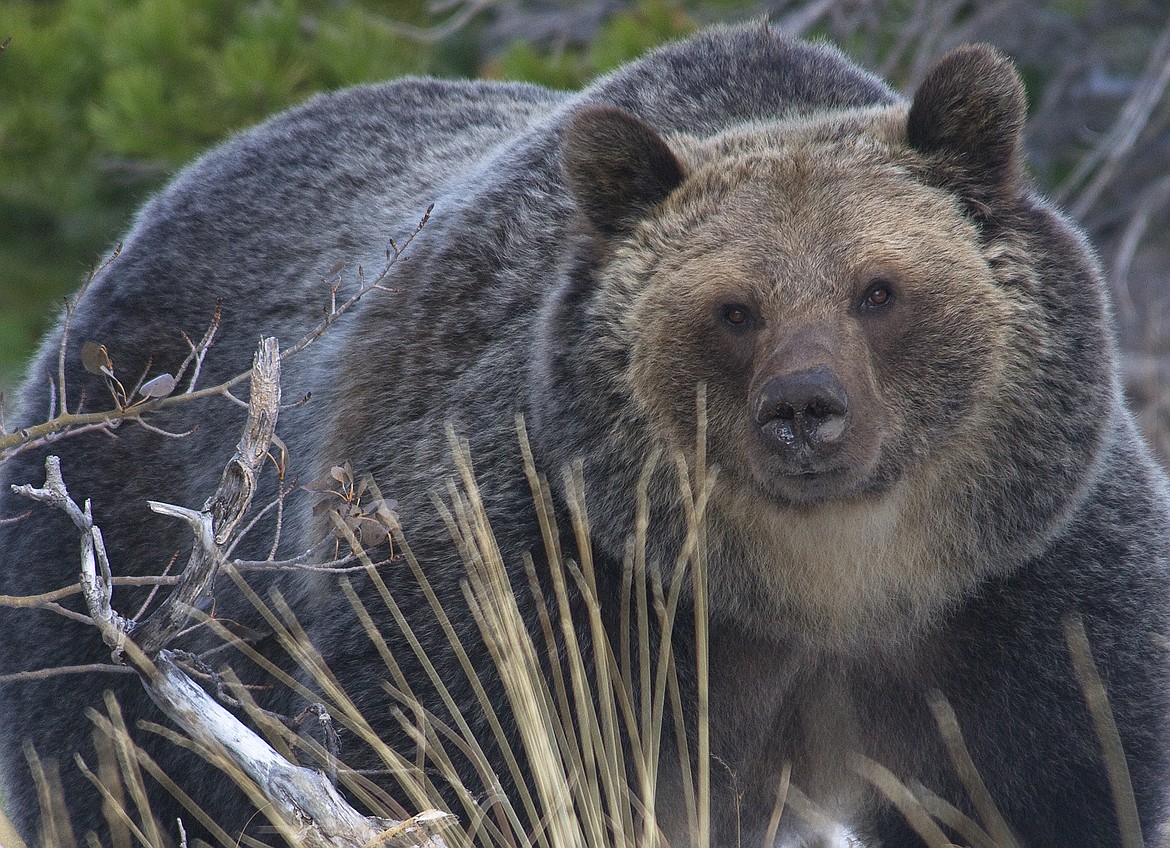A grizzly bear roams a hillside. (Courtesy of Bert Gildart)