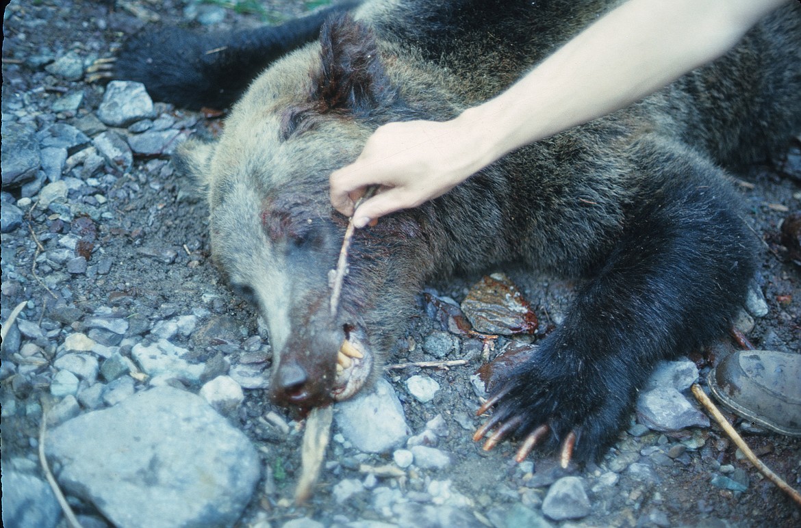 Rangers look for glass in the mouth of a bear shot near Trout Lake. The bear was shot by rangers Leonard Landa and Bert Gildart and later confirmed to be the bear that killed Michele Koons. (Courtesy of Bert Gildart)