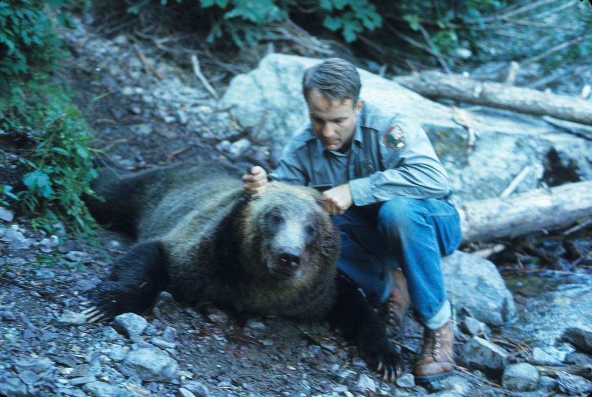 Ranger Bert Gildart inspects a bear killed near Trout Lake following the fatal maulings of Michele Koons and Julie Helgeson in 1967. (Courtesy of Bert Gildart)