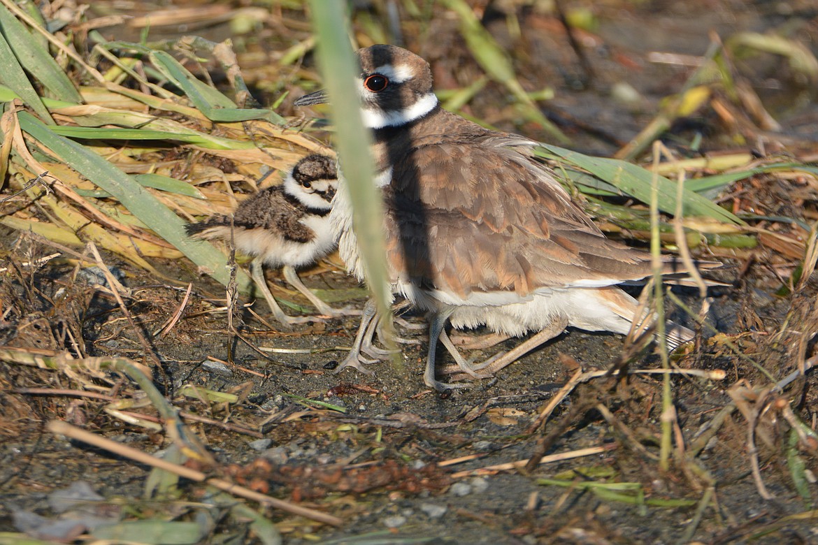 Three Killdeer chicks hide under mothers feathers while a fourth observes.