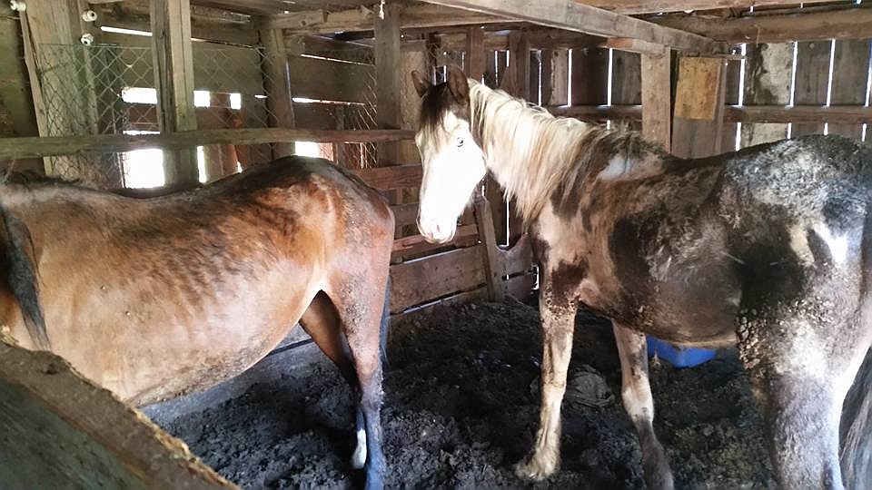 Courtesy photo. 
A wider view shows both horses in the small area that they have allegedly been kept in for a long period of time.
