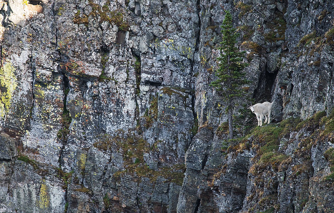 A mountain goat watches from the cliffs above Sue Lake.