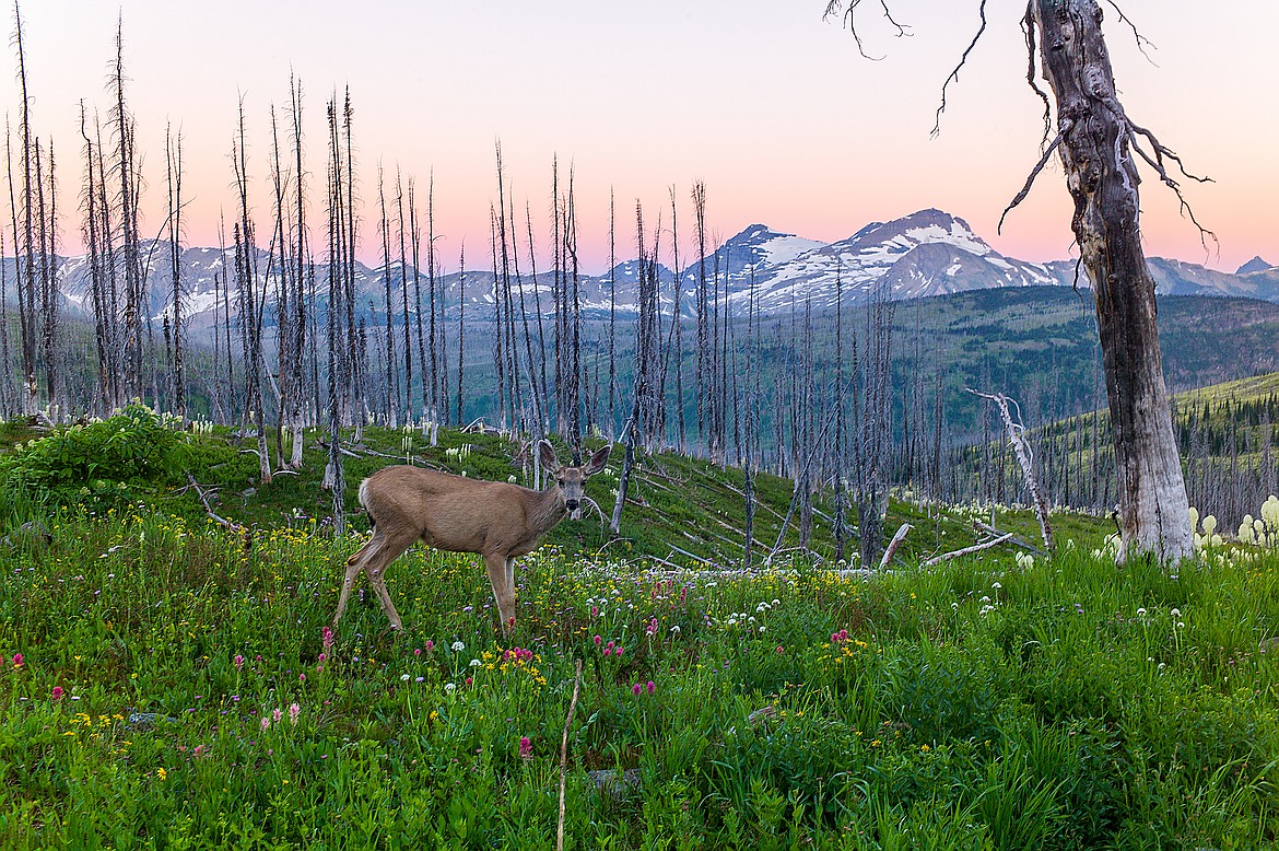 A mule deer doe pauses near camp.