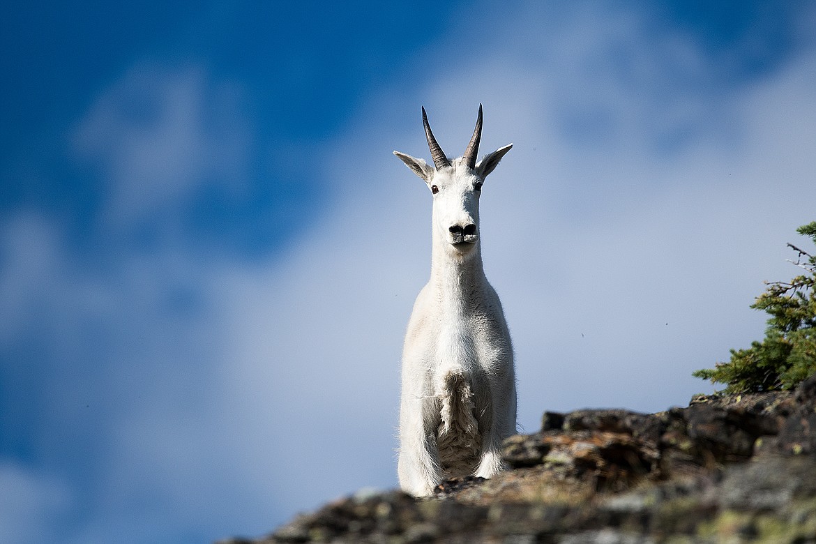 A young billy goat on the Sue Lake overlook.