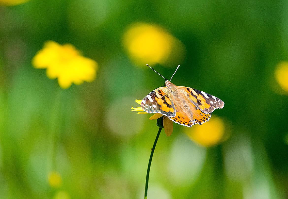 Butterflies abound along the trail.