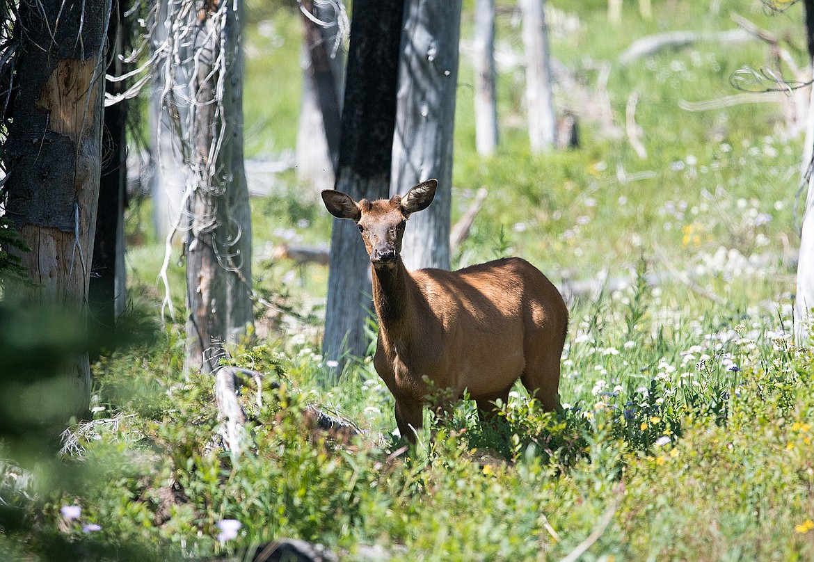 A young bull elk pauses on the West Flattop Mountain Trail.