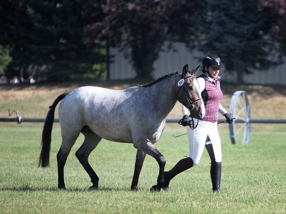 Michelle Donaldson, of Livingston, walks Twisted Oliver before a panel of judges in the future event horse class at The Event and Rebecca Farm. (Mackenzie Reiss/Daily Inter Lake)