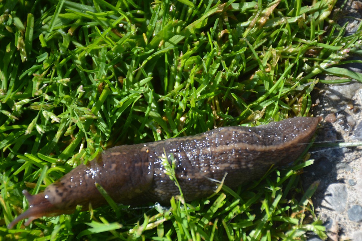 Photos by Don Bartling
Slugs are most active at night, slug tracks are usually seen more than slugs themselves. The lower tentacles are used for smelling and feeling, while the end of the upper tentacles have eye spots enabling the slug to detect movement.