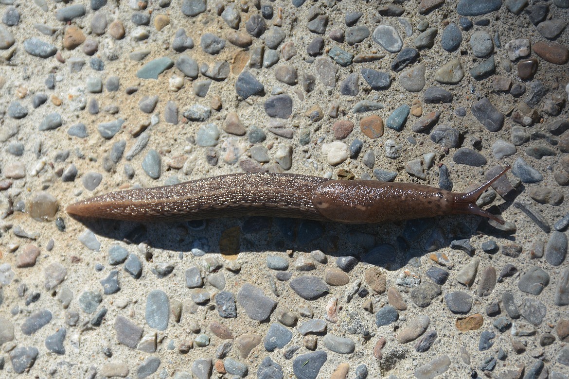 Photo by Don Bartling
The slugs are most active at night, slug tracks are usually seen more than slugs themselves.