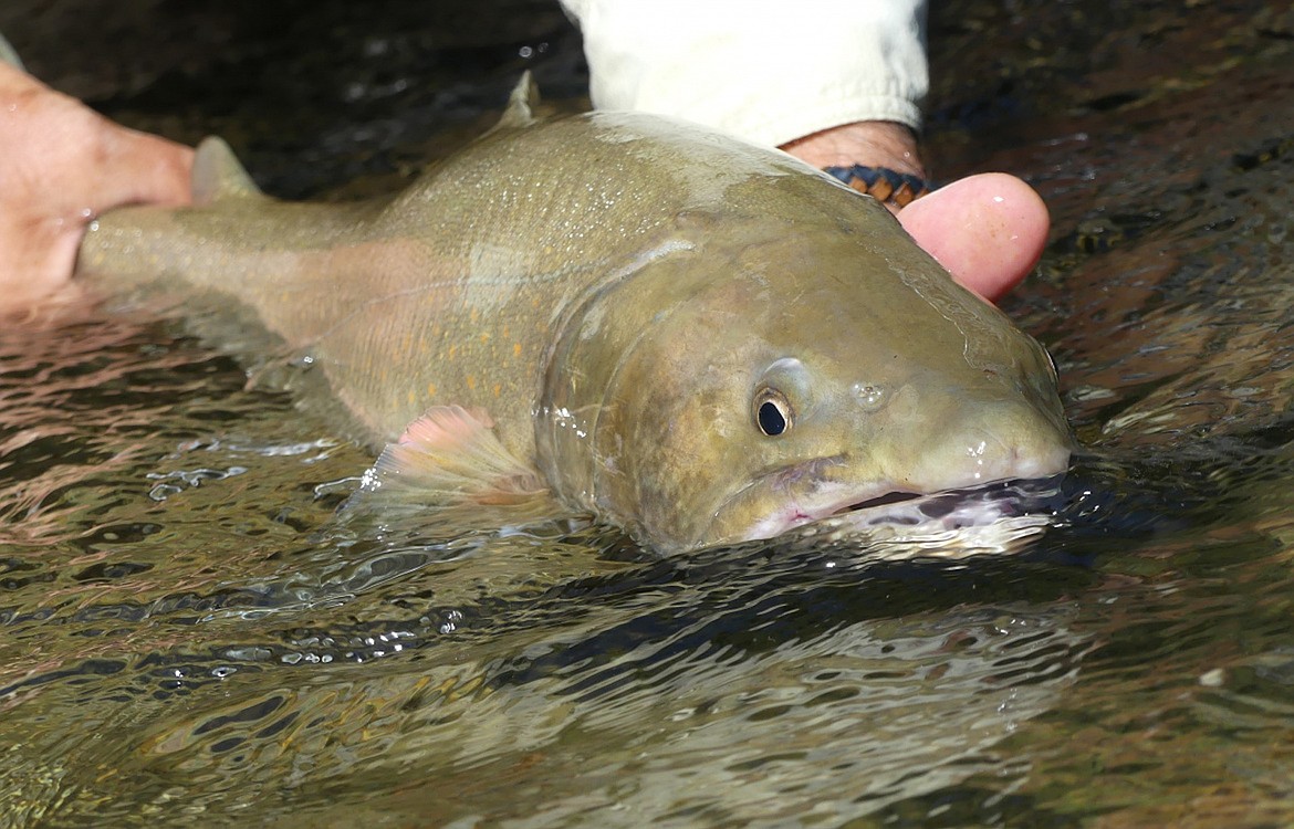 (Photo courtesy IDAHO DEPARTMENT OF FISH AND GAME)
Bull trout are legal for catch-and-release fishing, though due to protections under the Endangered Species Act they cannot be harvested and taken home.