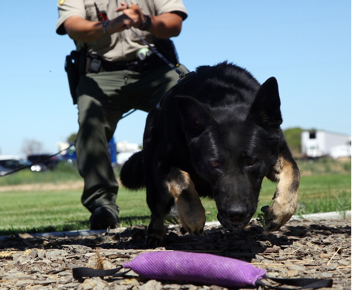 Rodney Harwood/Columbia Basin Herald
Grant County Sheriff&#146;s Deputy David De La Rosa puts his K-9 partner Grizzly through his paces during an exercise in George. The Moses Lake Police Department is in the process of implementing its own K-9 program for city use. Right now, the police department runs joint operations with the sheriff&#146;s department whenever it needs a K-9 team.