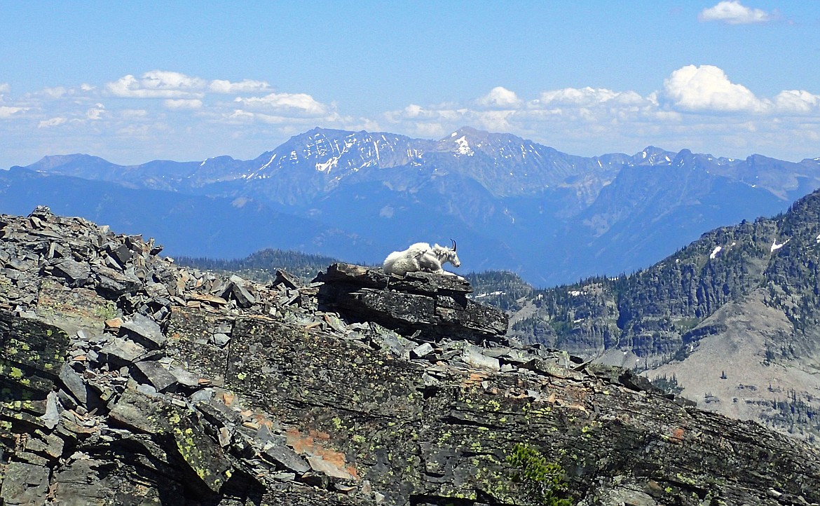 (Photo courtesy FRIENDS OF SCOTCHMAN PEAKS WILDERNESS)
Idaho Fish and Game officials recommend a viewing distance of at least 100 feet, and preferably 150 feet for mountain goats.