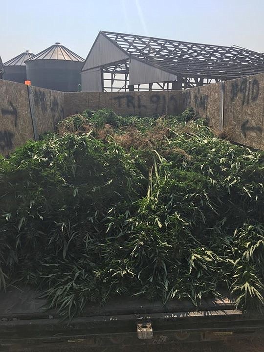 Adams County Sheriff's Office/courtesy photo
Three men were arrested near Ritzville last week after a search warrant revealed a large scale illegal marijuana growing operation.