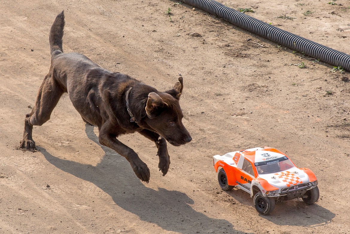 Charlie Welch&#146;s dog Bear chases a remote control car.