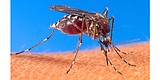 Local mosquitos blamed for West Nile case in Kootenai County