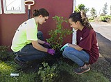 4-H club plants berry bushes at Veterans Home garden