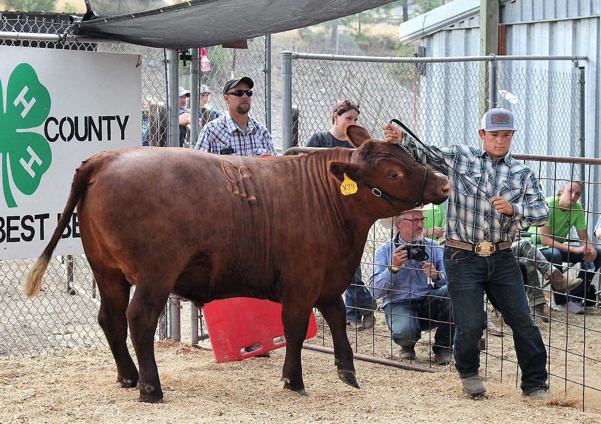 Tucker McLees showed his Reserve Champion steer, Cosmos, to the bidders during the 4-H auction in Superior on Aug. 5. (Kathleen Woodford/Mineral Independent).