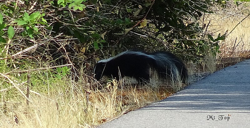 and just a couple hundred feet away...his little friend on the Trail of the Coeur d&#146;Alenes.