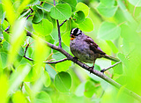Canadian scientist tracking sparrows, and their genes