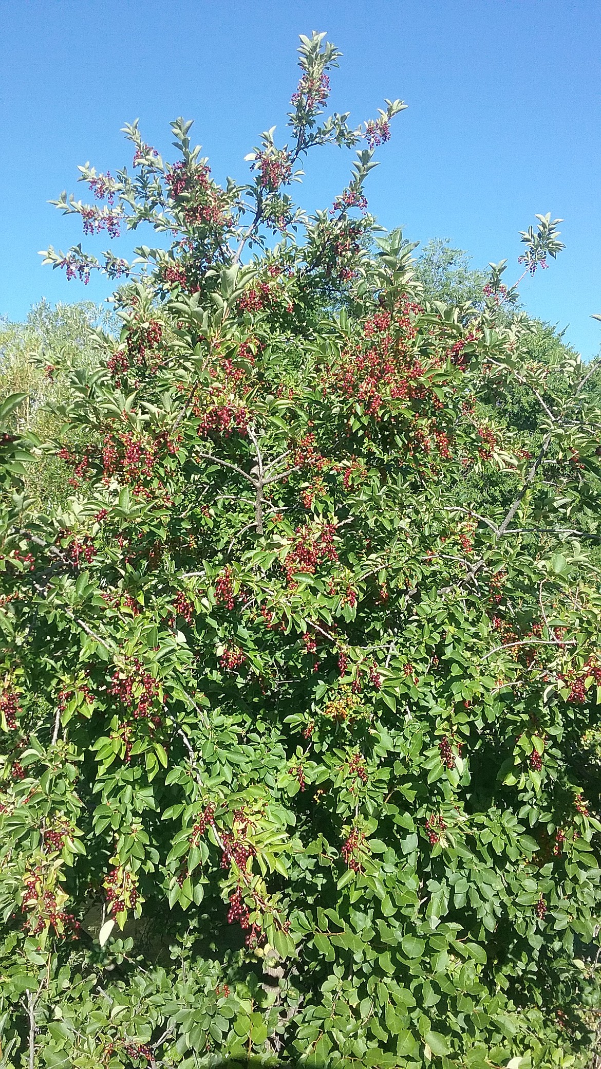 JERRY HITCHCOCK/Press
A Chokecherry bush displays its fruit in mid-summer on the edge of the Lewistown Trail System. The town has a festival named for the berry, which makes a great syrup.