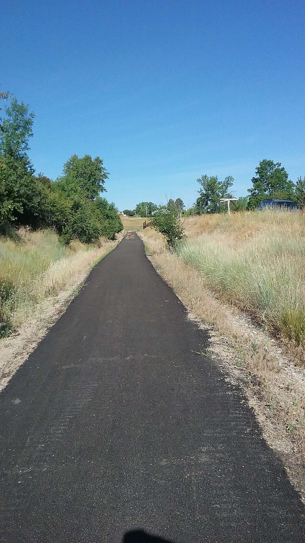 A mule deer and her two fawns pause on the Lewistown Trail System.