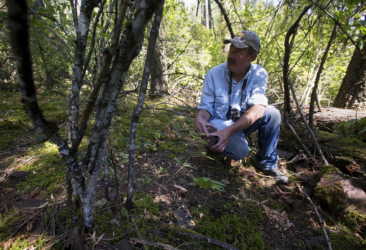 LOREN BENOIT/PressProfessional archaeologist Dr. Robert &quot;Lee&quot; Sappington rummages through the dirt and finds old cans at a location near the old known town of Pen d'Oreille City. The old city, which has no existing buildings at the site today, was a supply post for travelers in the 1860s.