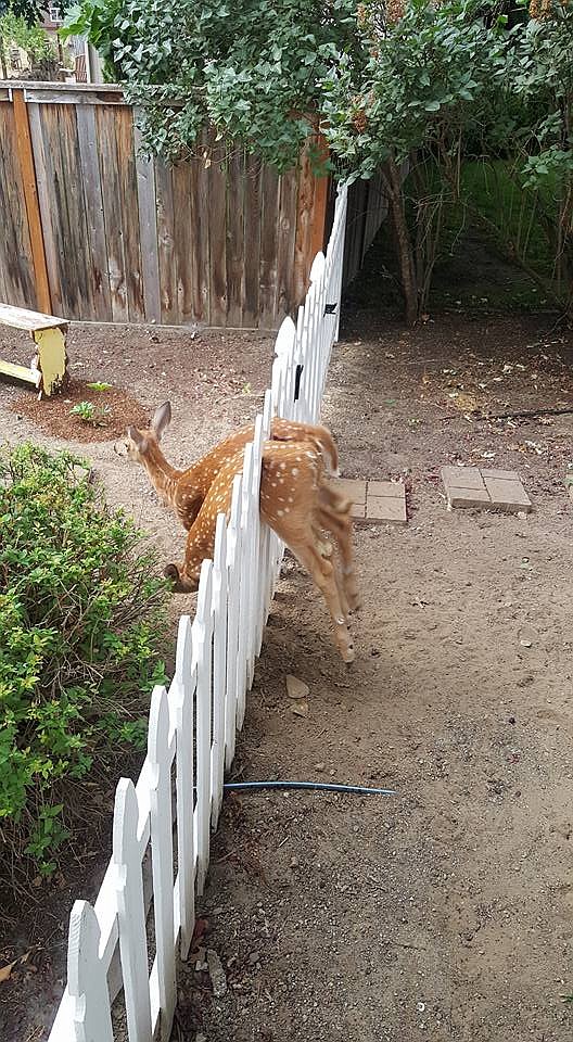 Courtesy photo 
Theses fawns were panicked and bleating as they remained stuck Sunday in a white picket fence. In one of the more unusual calls they've received, Coeur d'Alene animal control officers were able to dislodge the baby deer who were not injured.