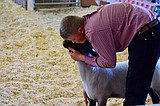 Fitting and showing sheep at Grant County Fair