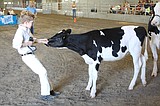 All-girl competition – among dairy cows – at the fair