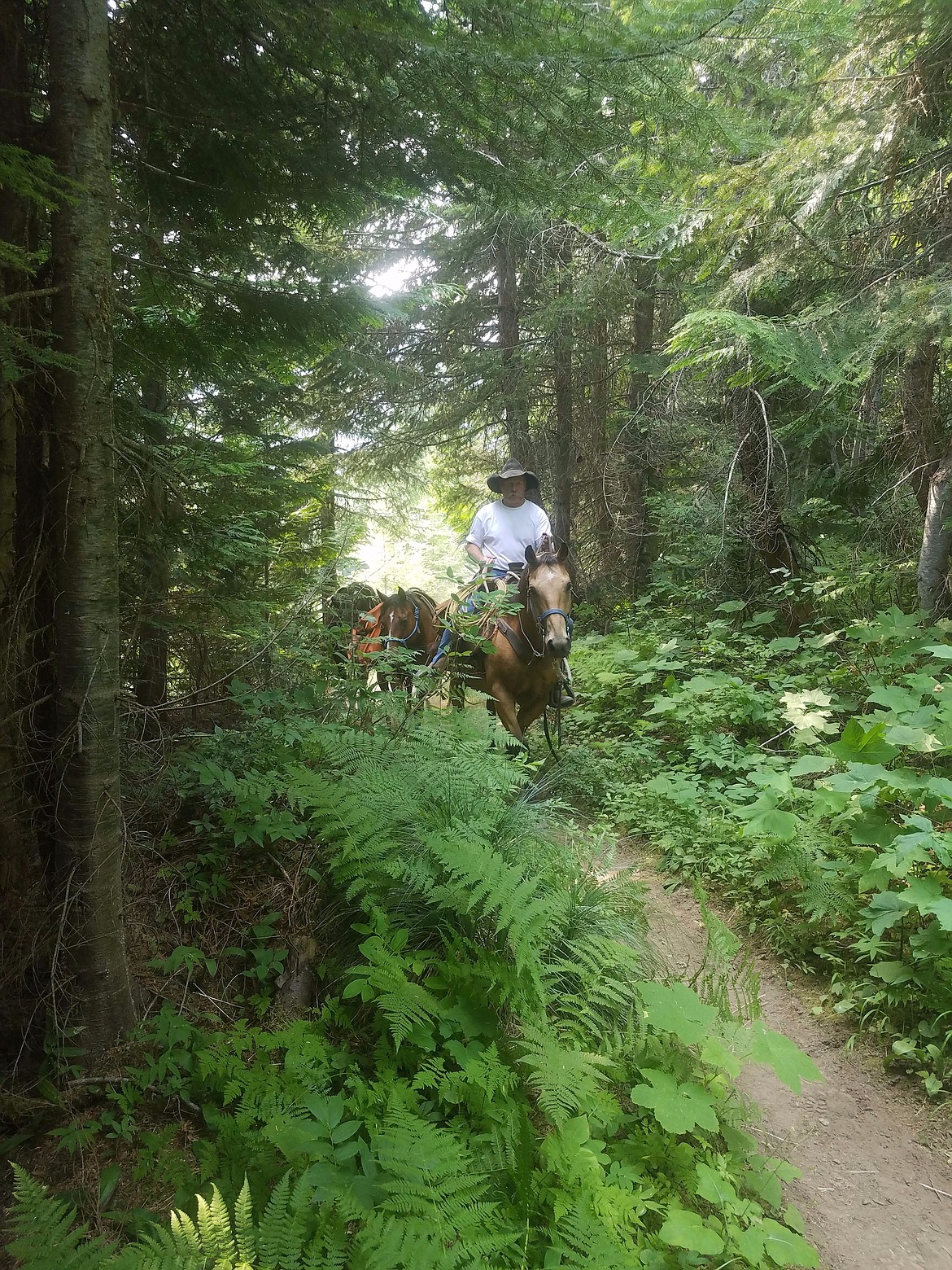 Photo by Tana Yeoumans
Martin Rice packing his string of horses up to the West Fork Cabin.