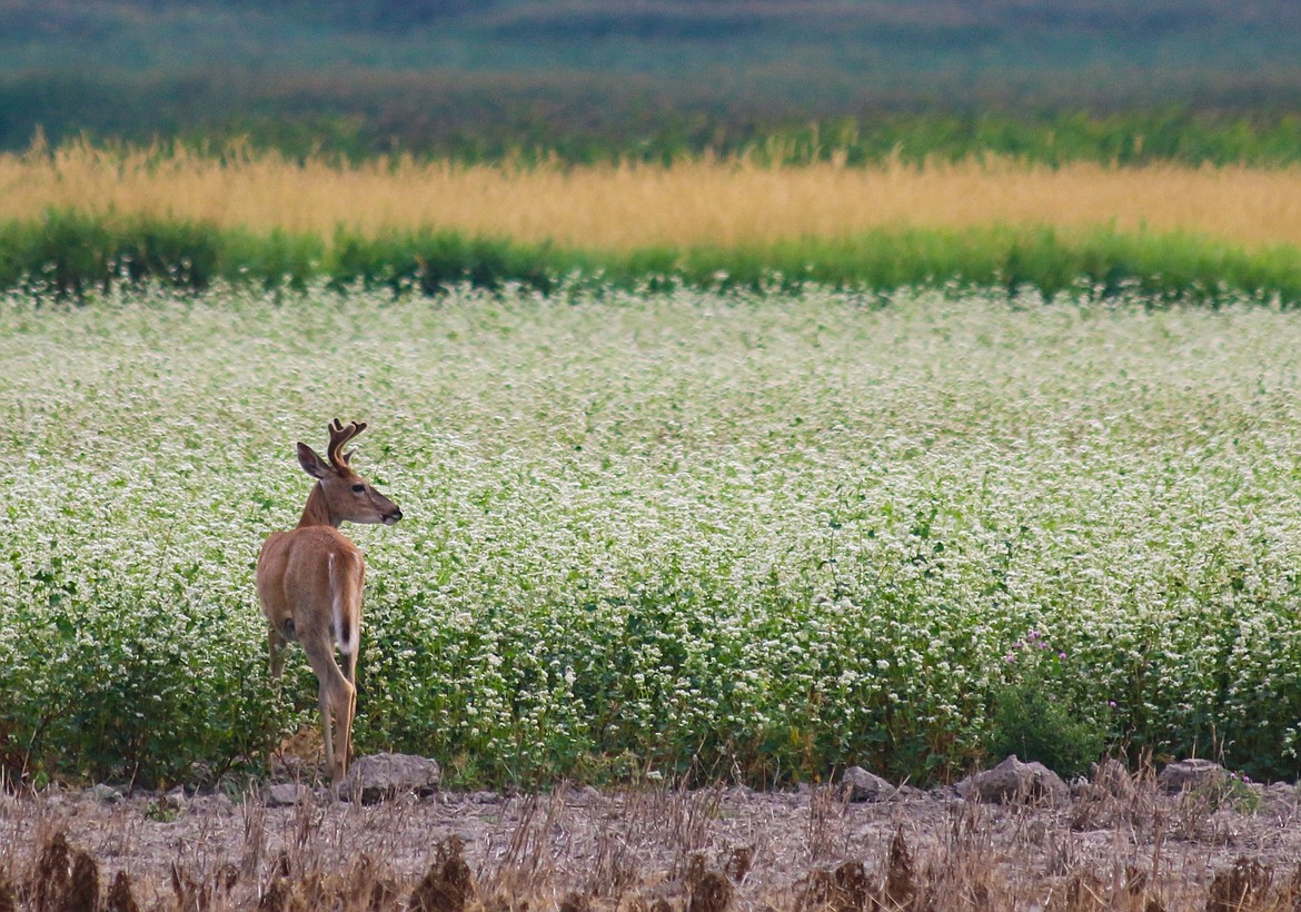 Photo by Mandi Bateman
A young buck grazes on the buckwheat planted by the Refuge.